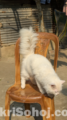 White Doll Face Persian Cat